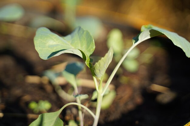 Photo close-up of fresh green leaves