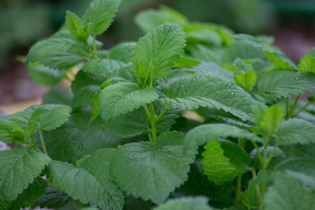 Close-up of fresh green leaves