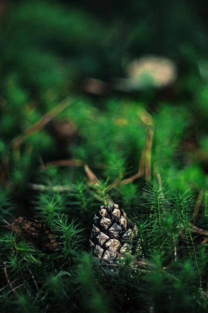 Close up of fresh green leaves