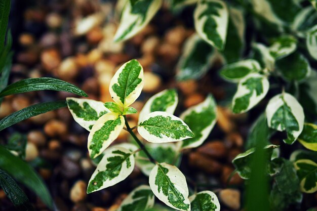 Foto close-up di foglie verdi fresche