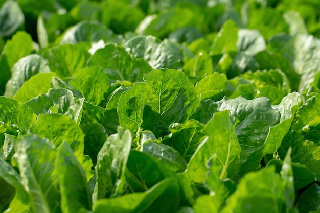 Close-up of fresh green leaves