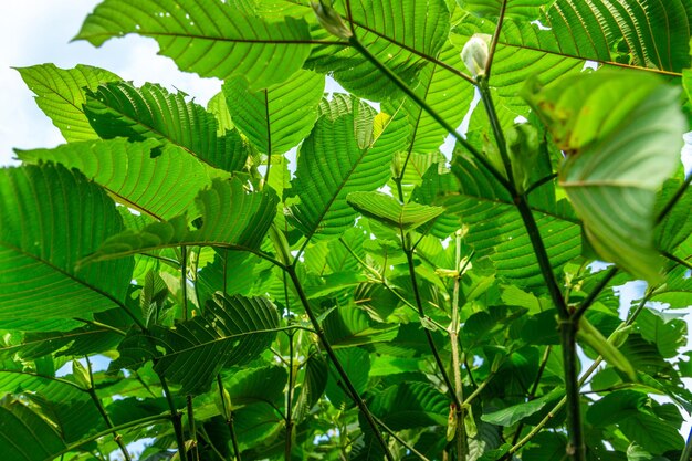 Foto close-up di foglie verdi fresche