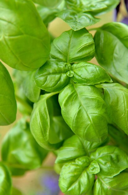 Photo close-up of fresh green leaves