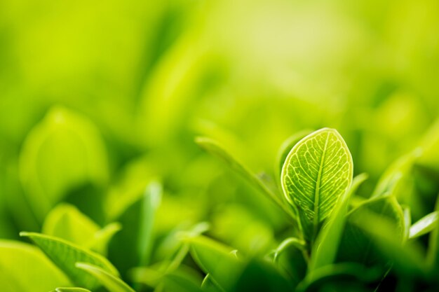 Close-up of fresh green leaves