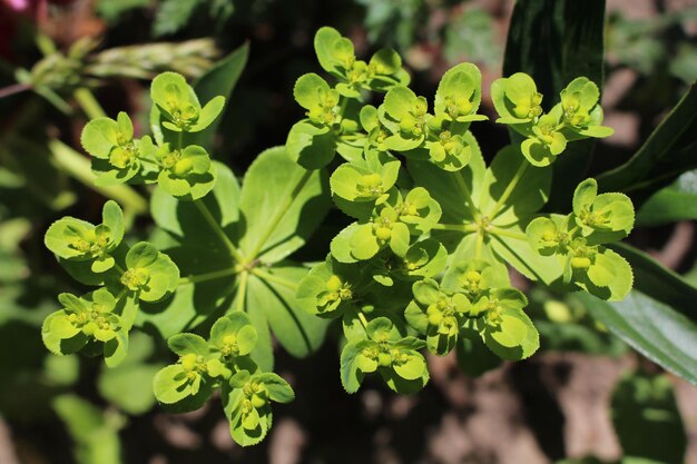 Foto close-up di foglie verdi fresche