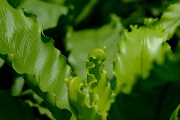 Close-up of fresh green leaves