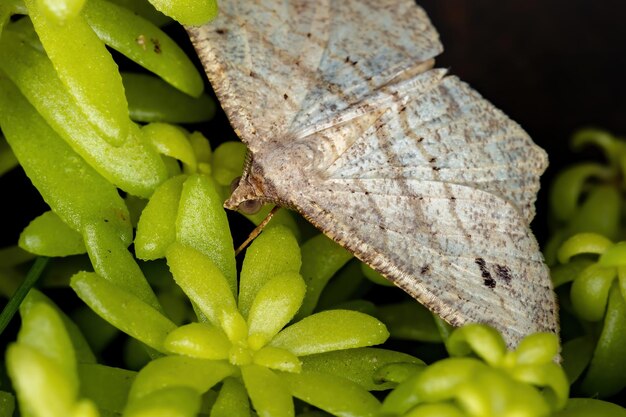 Photo close-up of fresh green leaves