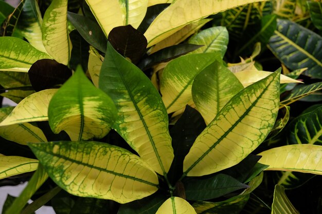 Close-up of fresh green leaves