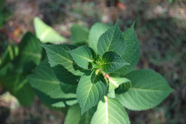 Foto close-up di foglie verdi fresche