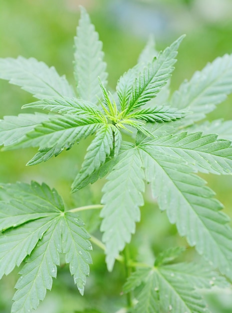 Photo close-up of fresh green leaves