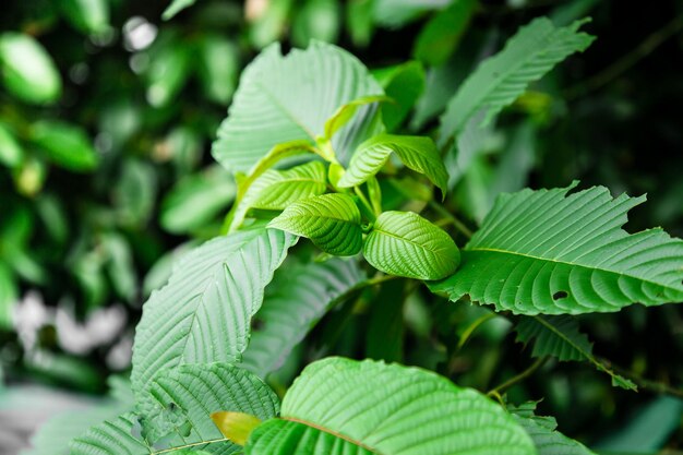 Close-up of fresh green leaves