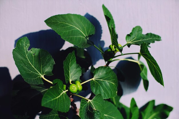 Photo close-up of fresh green leaves