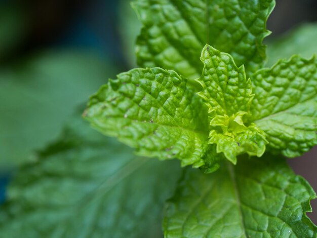 Foto close-up di foglie verdi fresche