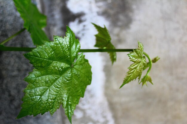 Close-up of fresh green leaves