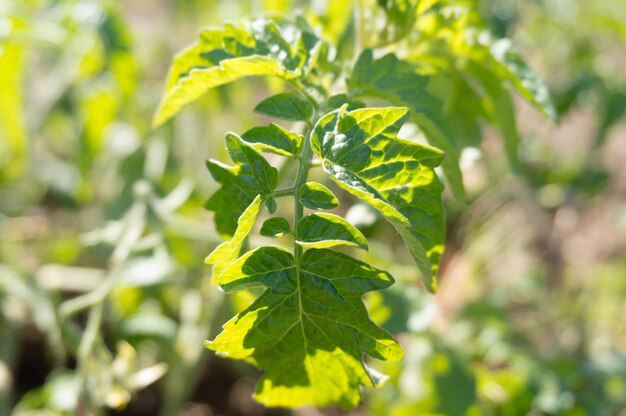 Photo close-up of fresh green leaves