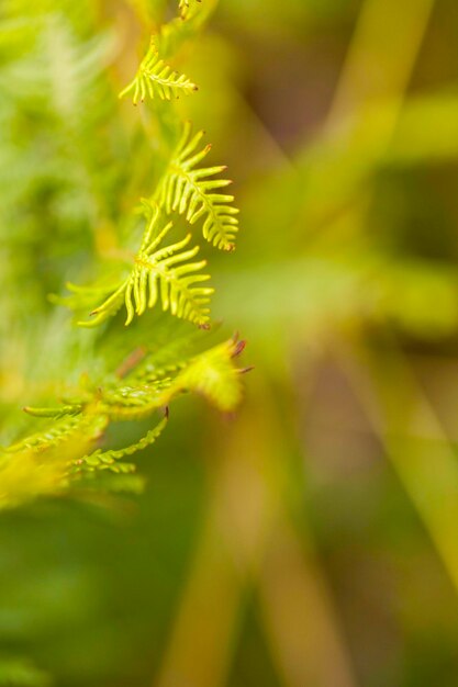 Close-up of fresh green leaves