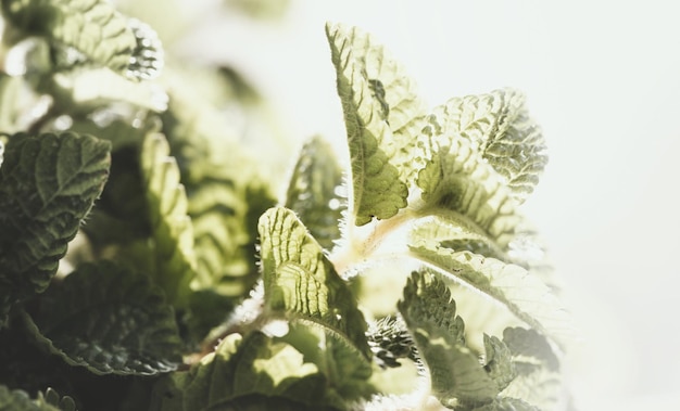 Close-up of fresh green leaves