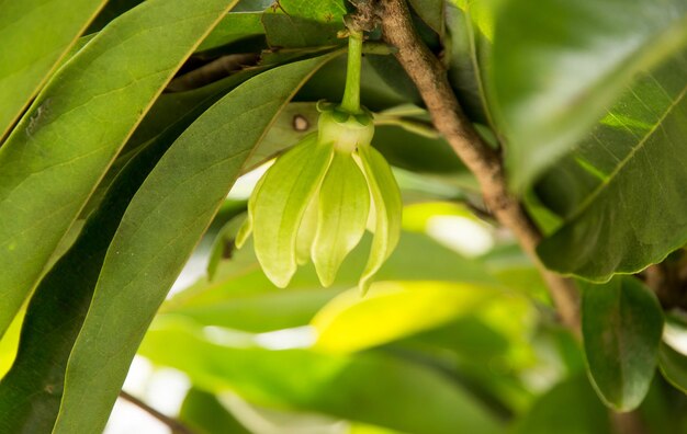 Close-up of fresh green leaves