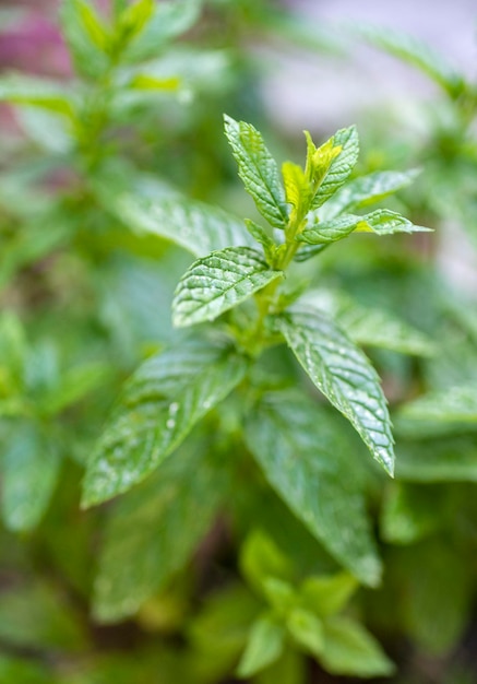 Foto close-up di foglie verdi fresche