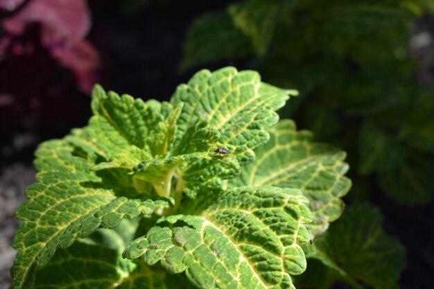 Foto close-up di foglie verdi fresche