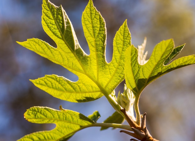 Photo close-up of fresh green leaves