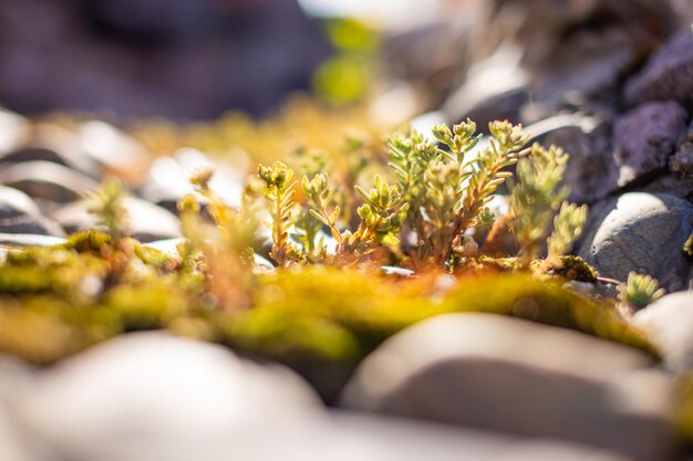 Close-up of fresh green leaves