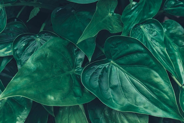 Close-up of fresh green leaves