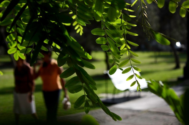 Photo close-up of fresh green leaves