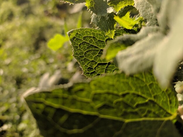 Close-up of fresh green leaves