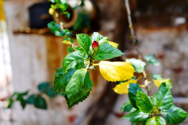 Close-up of fresh green leaves