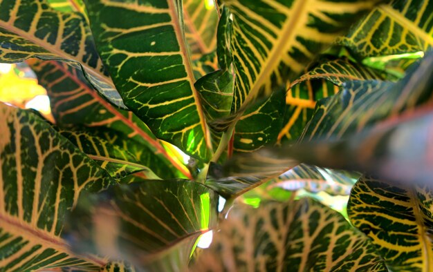 Close-up of fresh green leaves