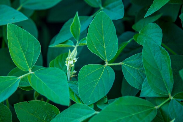 Foto close-up di foglie verdi fresche