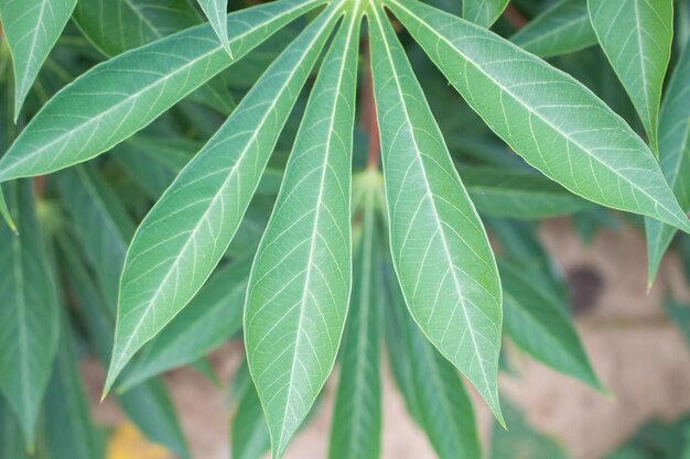 Photo close-up of fresh green leaves