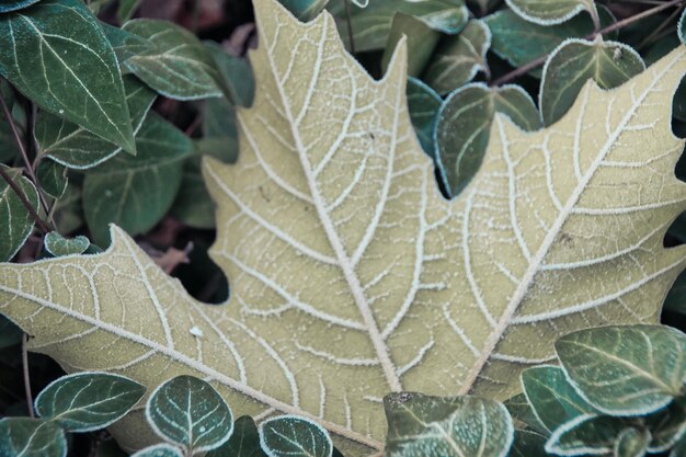 Foto close-up di foglie verdi fresche