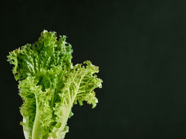 Close-up fresh green lettuce  leaf  with copyspace