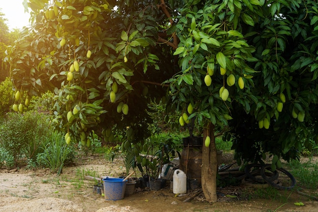 Закройте вверх свежих зеленых манго, висящих на дереве манго в садовой ферме с урожаем фруктов Таиланда фона солнечного света.