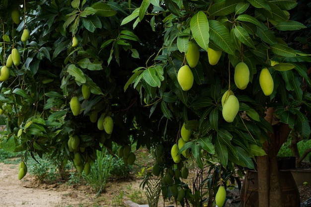 Close up of Fresh green Mangoes hanging on the mango tree in a garden farm with sunlight background harvest fruit thailand.