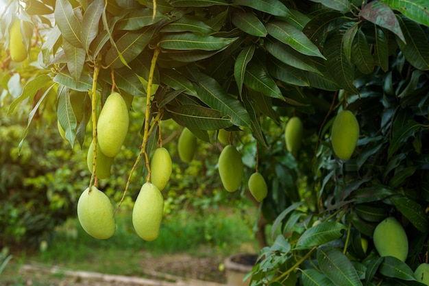 Close up of Fresh green Mangoes hanging on the mango tree in a garden farm with sunlight background harvest fruit thailand.