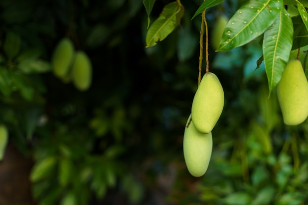 Close up of Fresh green Mangoes hanging on the mango tree in a garden farm with sunlight background harvest fruit thailand.