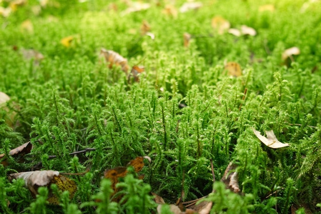 Close-up of fresh green moss in forest. Moss texture background. Beautiful macro image.