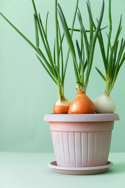 Close up of fresh green onion sprouts in a flower pot