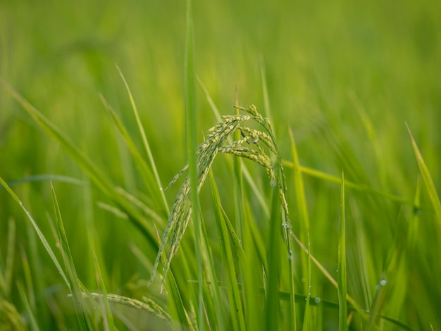 Close up of fresh green paddy rice plant.