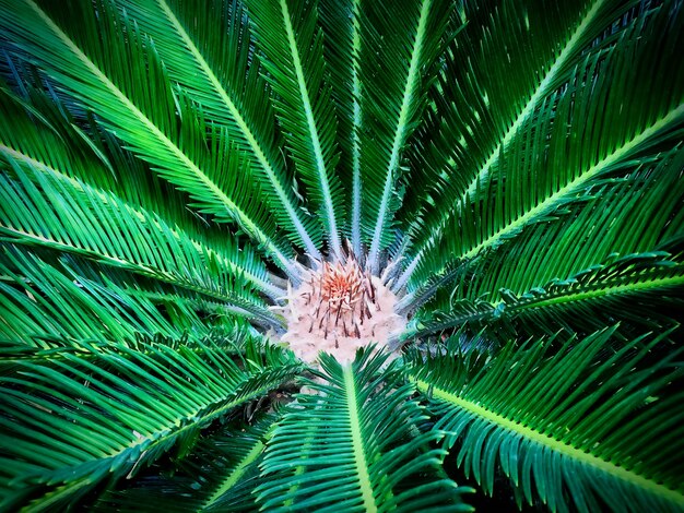 Close-up Fresh Green Palm Tree Bush View from Center