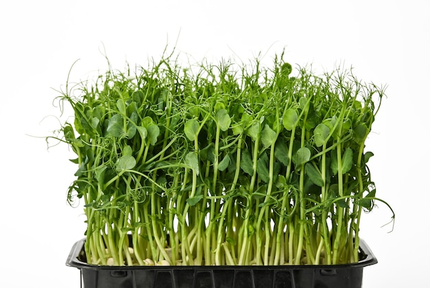 Close up fresh green peas microgreen sprouts in black plastic tray isolated on white background