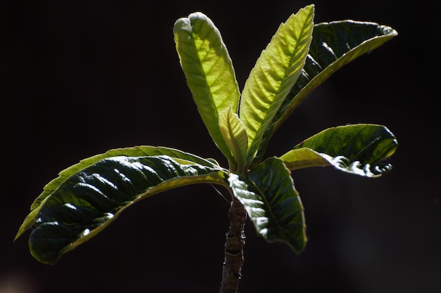 Photo close-up of fresh green plant against black background