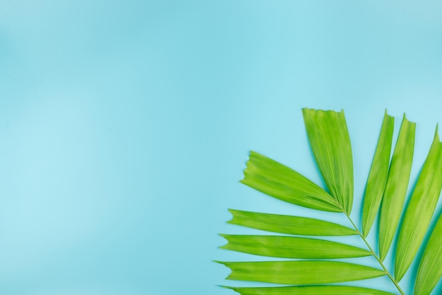 Close-up of fresh green plant against blue sky