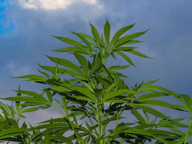 Foto close-up di una pianta verde fresca contro il cielo