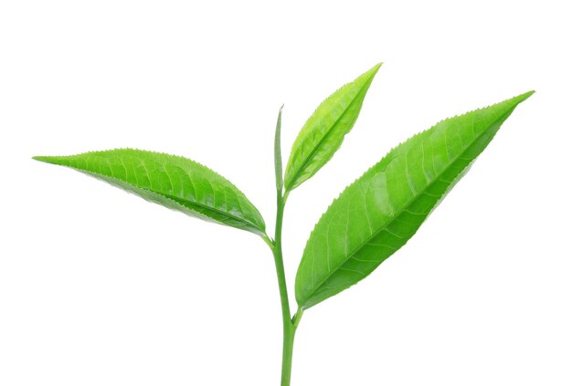 Photo close-up of fresh green plant against white background