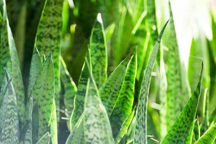 Photo フィールドの新鮮な緑の植物のクローズアップ