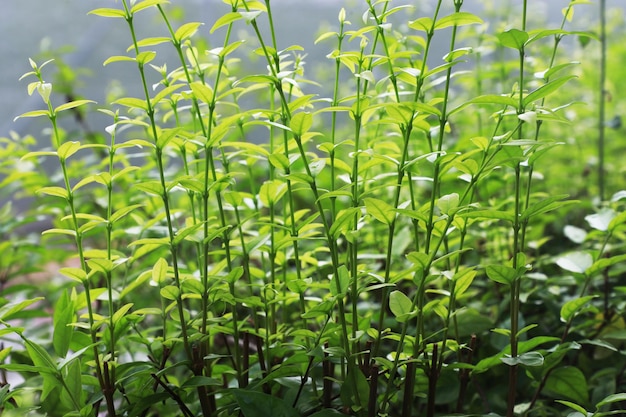 Photo close-up of fresh green plant in field